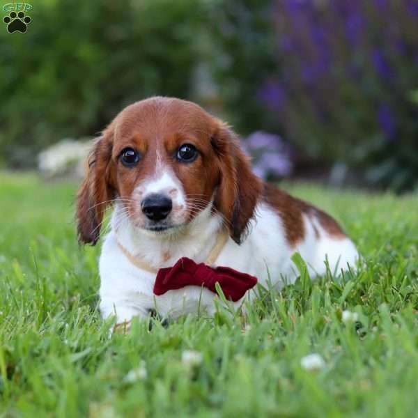 Benji, Dachshund Puppy